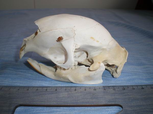 Cranio di Istrice